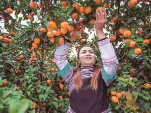 广西沙糖桔种植地-有柑橘的冬天是甜蜜的广西各地沙糖桔攻下水果市场