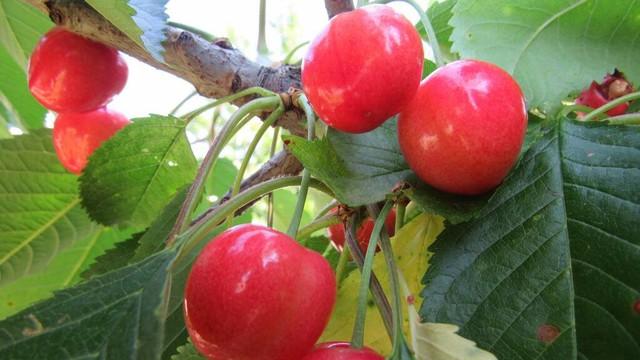 樱桃苗一般几年结果，种植的时候需要注意哪些问题？