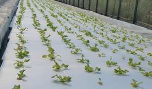 生菜怎么种植方法-高温季节种生菜，掌握控旺小技巧，叶片肥厚，产量高