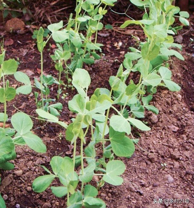 经验分享，小雪后种植豌豆，注意避开三个误区，长得快病虫害又少