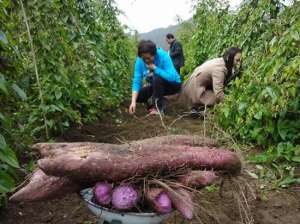 紫玉山药种植-广西紫玉淮山“躺”着长，一亩产量3800斤，亩产值2万多元
