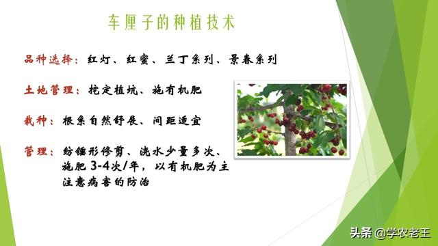 如果你想种植大樱桃，这篇文章适合你，品种与基础种植知识