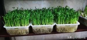 水生空心菜种植-在家怎样水培好芽苗菜