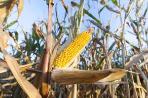 种植糯玉米-普通玉米、糯玉米、青贮玉米哪种利润高？可以随意种植吗？