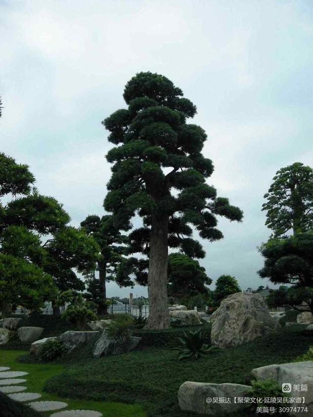 罗汉松作为优质主景观树在庭院中的升值空间巨大