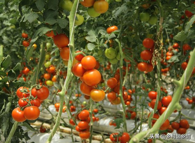 栽培番茄、辣椒和茄子，怎样才能结果累累，这几个小窍门很管用