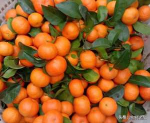 沃柑种植的海拔-柑橘早熟上市的几个关键点，早膨果才有机会早着色