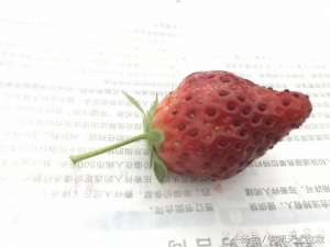 四季草莓种植技术-想一年四季吃草莓太容易了，只需几粒种子就能解决了