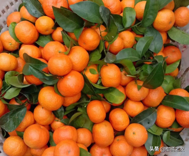 柑橘早熟上市的几个关键点，早膨果才有机会早着色