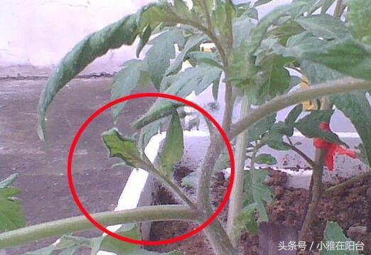 阳台种西红柿，记得这样打叉掐尖，能结果更多，果实更大！