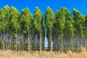 广西山区适合种植什么-“断子绝孙树”桉树的真相揭秘：为何广西仍然在种植？