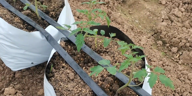 新手无土栽培番茄，做好4个定植管理，长势好，成活率高