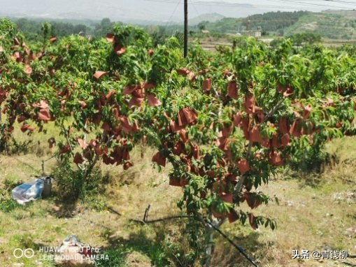 锦春黄桃在沂水县的抗冻性表现及栽培技术