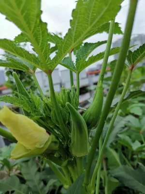 何时种植西红柿-秋葵什么时间种植？育苗移栽可以提高产量，阳台种植高手经验分享