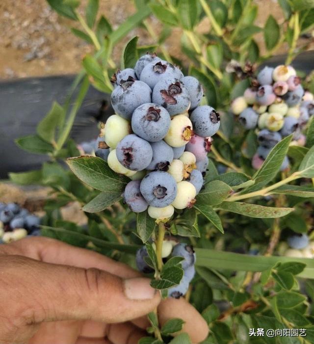 家有露台，种蓝莓？不是你想的那么好种，盆栽蓝莓必须要授粉
