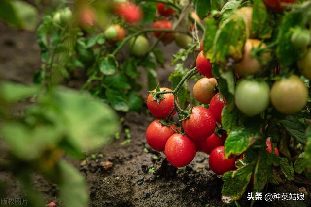 小番茄怎么种结的多，用不用授粉，怎么浇水施肥？