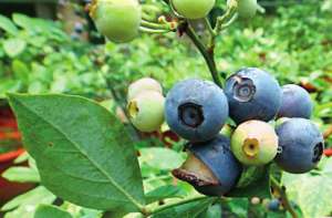 适合南方种植的蓝莓-南方地区蓝莓简易避雨栽培方法