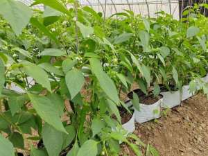 香瓜茄种植-番茄黄瓜基质栽培，掌握定植水浇灌技巧，缓苗快不伤根