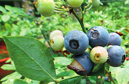 南方地区蓝莓简易避雨栽培方法