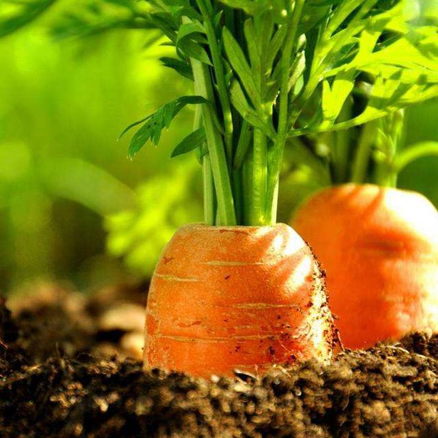 新发地胡萝卜：青岛莱西地区的胡萝卜批量上市