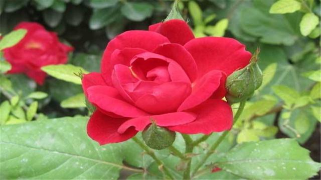 鑫磊走遍乡村，带你学习玫瑰花的栽培方法