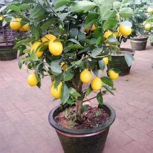 柠檬种植要求-盆栽柠檬养不好？记住它有“4怕”，避免才能叶绿结果多