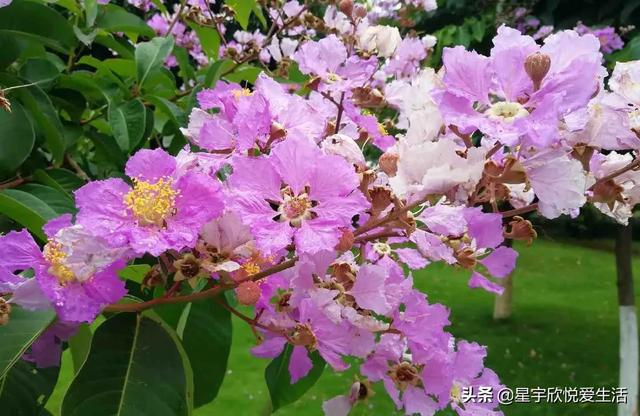 分享图片——广泛种植的观赏花紫薇花
