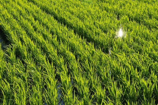 水稻价格飙升，风险也越来越大，要大跌？2023年10月11日水稻价格