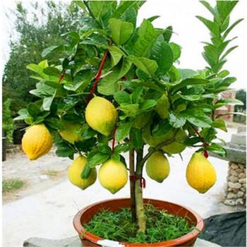 盆栽柠檬养不好？记住它有“4怕”，避免才能叶绿结果多