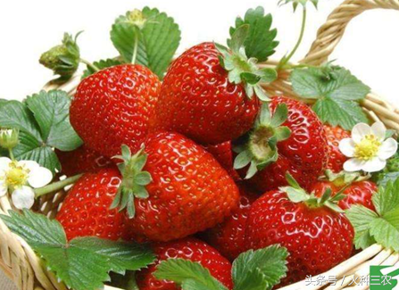 草莓种植最合适的环境条件有哪些？把握好这4点，草莓保证大卖