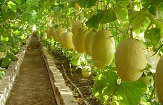 哈密瓜的种植技术知道吗