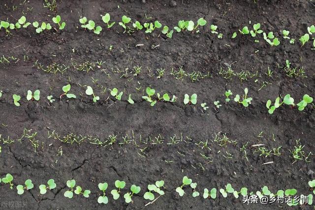 种植大白菜和萝卜，为啥要选择在下午或傍晚播种？早上播种会咋样