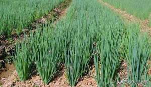 种植施肥方法-老农说：深栽葱、浅栽蒜，大葱和大蒜盖土多厚？如何浇水施肥