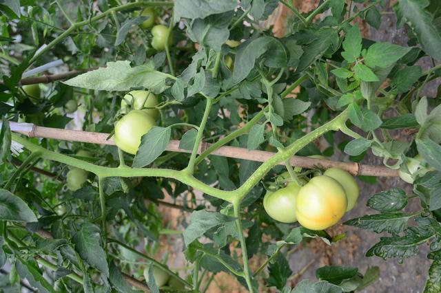 无公害西红柿种植方案，很全面，建议收藏
