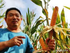 玉米种植可行性报告-农民转变种植观念，一年只种植一茬玉米，成为邻居眼中的另类