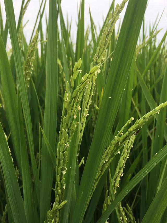 东北优质大米-五常市新起源水稻种植农民专业合作社