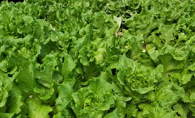 高温季节种生菜，掌握控旺小技巧，叶片肥厚，产量高