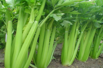 芹菜的栽培技术及环境要求
