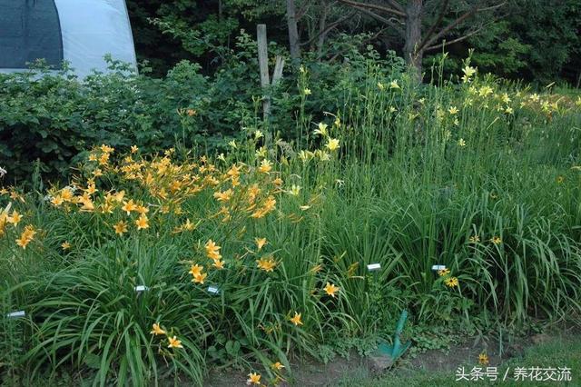 种在院子里不用经常照顾就能开出灿烂黄色花朵的黄花菜