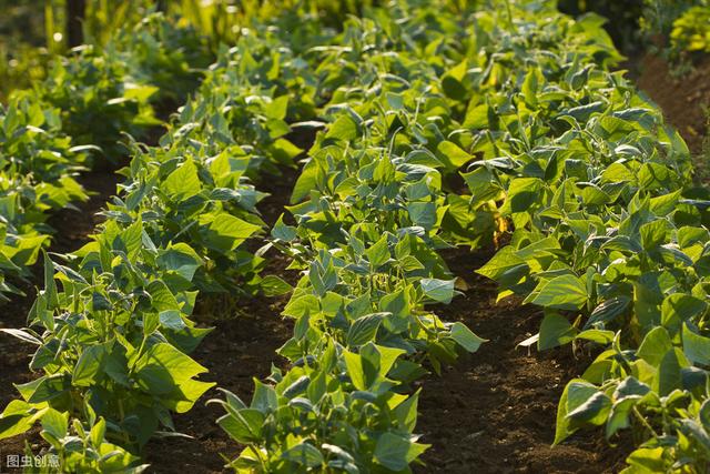 红小豆高效栽培技术管理技巧，做好这6点，实现红小豆高产增收