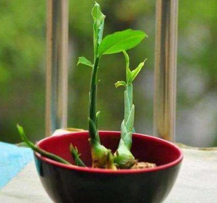 生姜也能种植成盆栽，现在就能开始了！