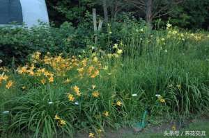 黄花采种植-种在院子里不用经常照顾就能开出灿烂黄色花朵的黄花菜