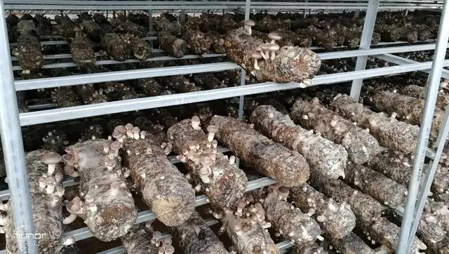 科普贴｜陕西洛南农民是怎么种植香菇的？