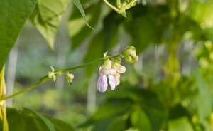 白云豆的种植技术-芸豆如何种植？需要注意哪些问题？
