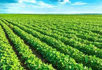 2023年世界大豆10大生产国，都有哪几个重要的国家？