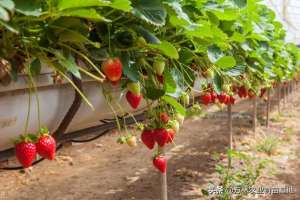 法兰地草莓的种植-法兰地草莓苗品种如何？草莓苗基地批发