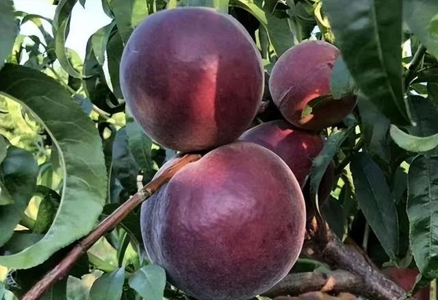 家中有空地的种几棵果树，抗旱耐冻好养活，让你“桃”不掉的美味