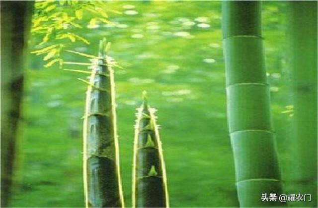 毛竹的种植技术及种植时需要注意的事情，不妨看看！