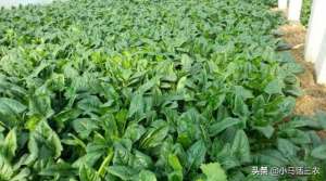 波菜种子怎么种植方法-种植菠菜前应该如何浸种，如何种植菠菜发芽率才会高