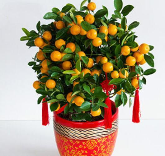 家庭盆栽金桔，做好3个“小动作”，金黄的果子挂满枝，吉祥喜庆